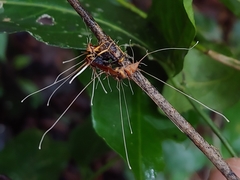 Ophiocordyceps humbertii
