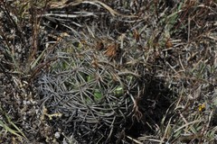 Coryphantha retusa