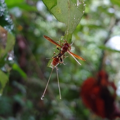 Ophiocordyceps humbertii