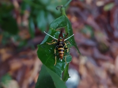 Ophiocordyceps humbertii