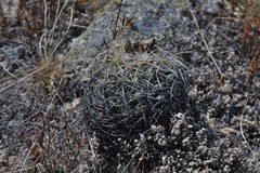 Coryphantha retusa