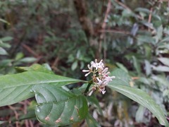 Psychotria zombamontana