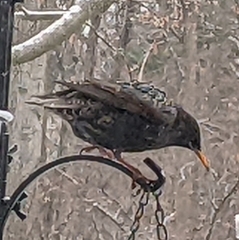 Sturnus vulgaris