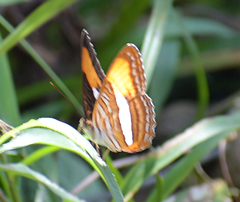 Adelpha cytherea marcia