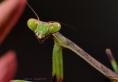 Stagmatoptera binotata