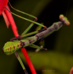 Stagmatoptera binotata