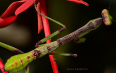 Stagmatoptera binotata