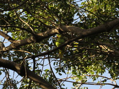 Psittacula krameri