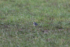 Motacilla alba