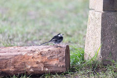 Motacilla alba