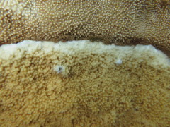 Montipora patula