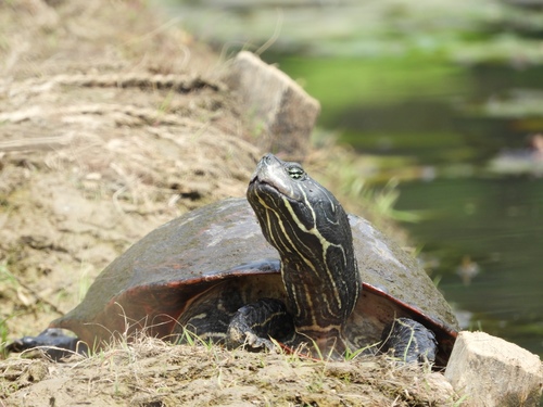 Northern Red-bellied Cooter
