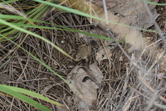 Fejervarya multistriata