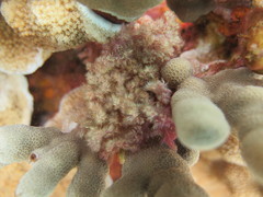 Dasya iridescens