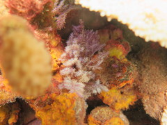 Dasya iridescens