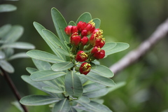 Xanthostemon aurantiacus