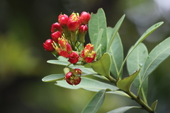 Xanthostemon aurantiacus