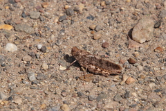 Bryodemella tuberculata