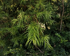 Podocarpus salignus