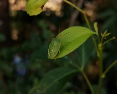 Sinopla perpunctatus