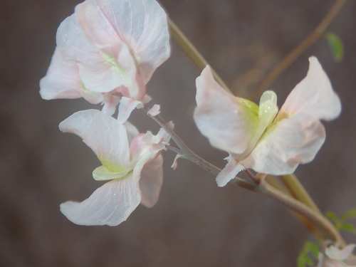 Image of Cysticapnos vesicaria by no rights reserved