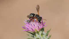Anthidium chilense
