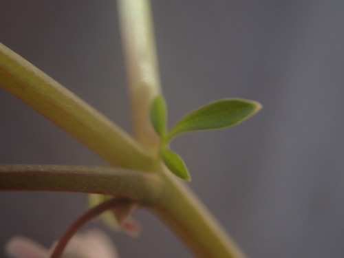 Image of Cysticapnos vesicaria by no rights reserved