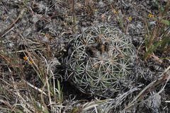 Coryphantha retusa