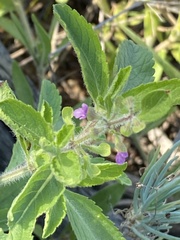 Endostemon tereticaulis