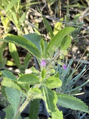 Endostemon tereticaulis