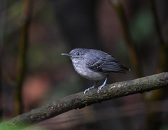 Hypocnemoides melanopogon