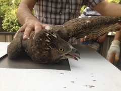 Pernis apivorus