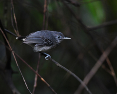 Hypocnemoides melanopogon