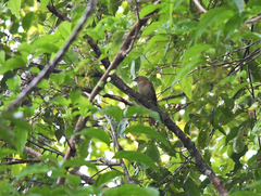 Cranioleuca gutturata