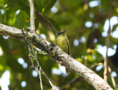 Pachyramphus marginatus