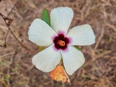 Hibiscus surattensis