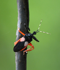 Calliclopius nigripes