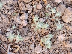 Lasiopogon glomerulatus