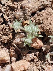 Lasiopogon glomerulatus
