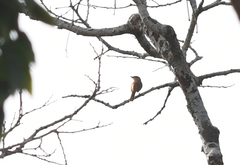 Pachyramphus castaneus