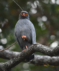 Buteogallus schistaceus