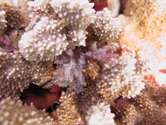 Dasya iridescens