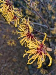 Hamamelis vernalis