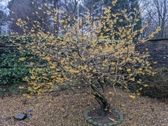 Hamamelis vernalis