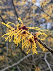 Hamamelis vernalis