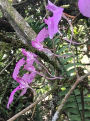 Comparettia macroplectron