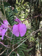 Comparettia macroplectron