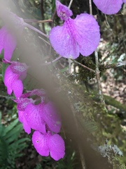 Comparettia macroplectron