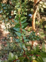Gaultheria phillyreifolia