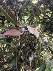 Comparettia macroplectron